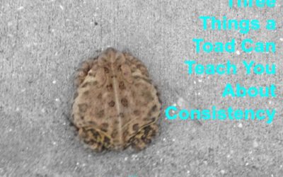 Three Things a Toad Can Teach You About Consistency